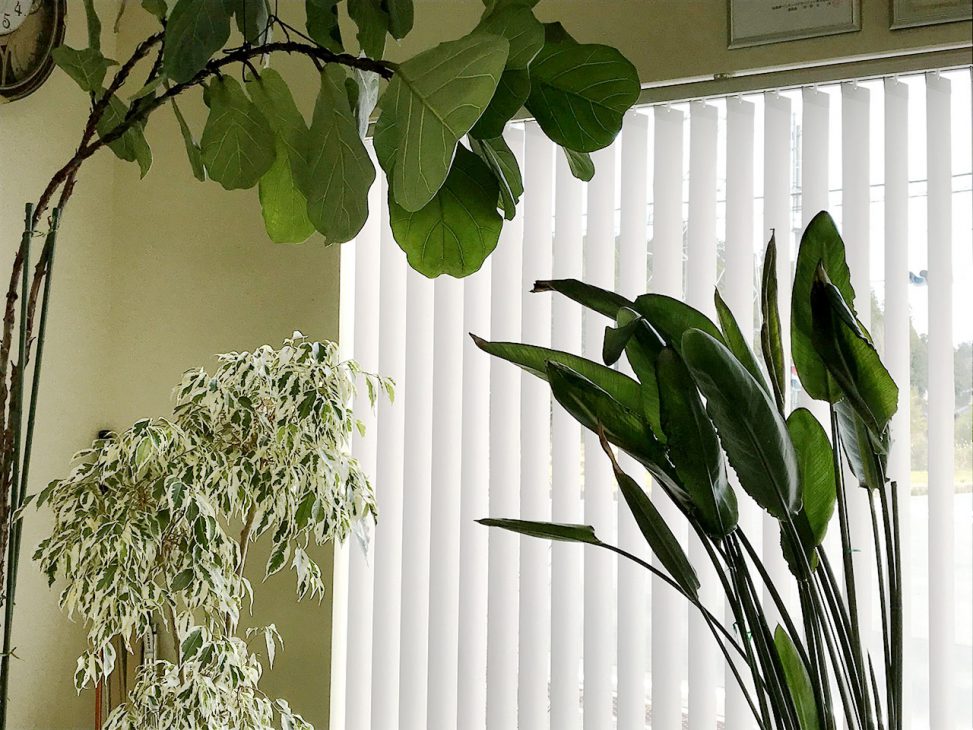 オフィスの観葉植物